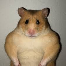 hamster muscle
